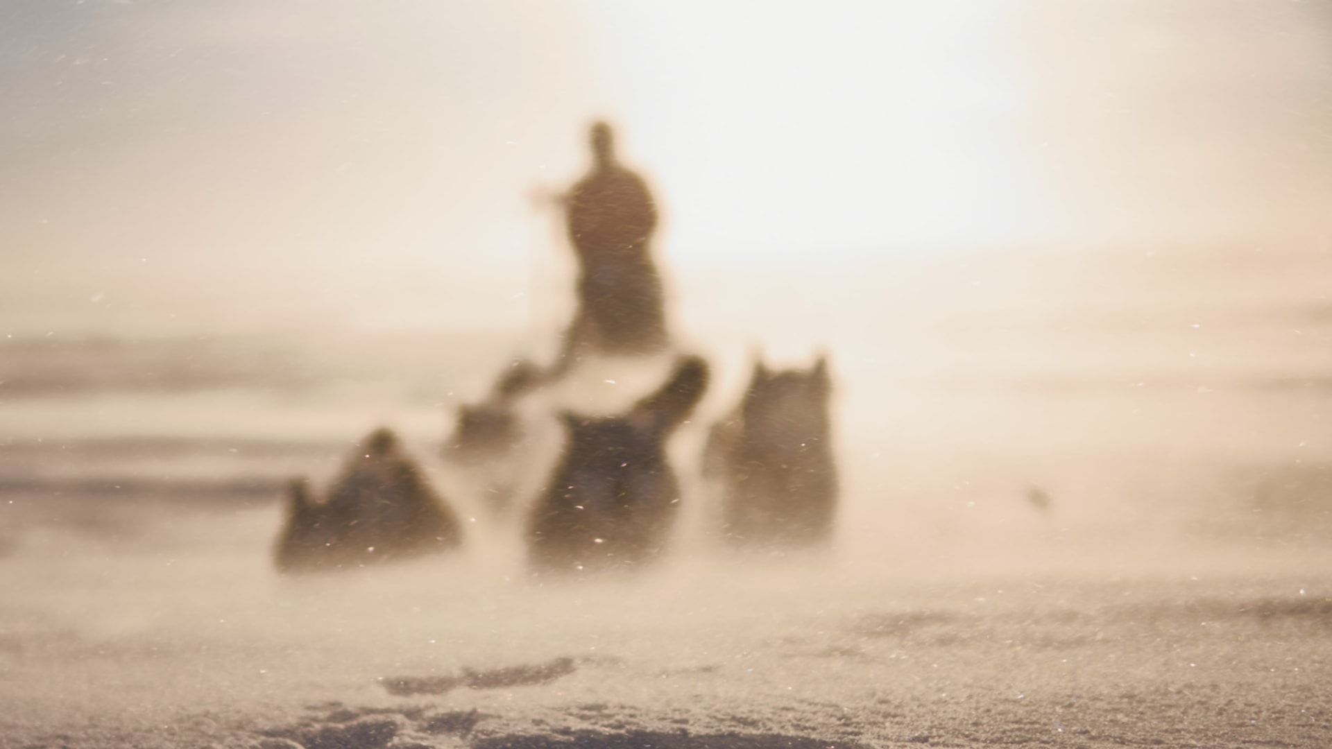 Huskyspuren im Reisa-Tal